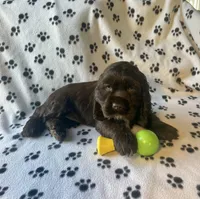 Otter, a female Cocker Spaniel for sale in Wooster, OH – Photo 3 of 4