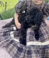 Emma, a female Cockapoo for sale in Wooster, OH – 2 of 6