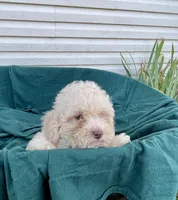 Snowman, a male Cockapoo for sale in Wooster, OH – Photo 4 of 9