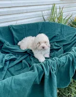 Snowman, a male Cockapoo for sale in Wooster, OH – Photo 6 of 9