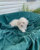 Snowman, a male Cockapoo for sale in Wooster, OH – Photo 5 of 9