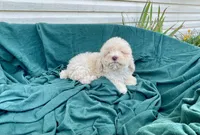 Snowman, a male Cockapoo for sale in Wooster, OH – Photo 7 of 9