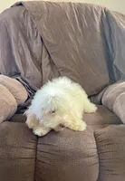 Snowman, a male Cockapoo for sale in Wooster, OH – Photo 2 of 9