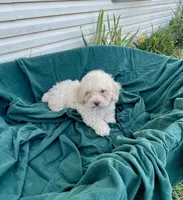 Snowman, a male Cockapoo for sale in Wooster, OH – Photo 9 of 9