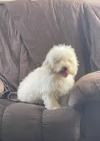 Snowman, a male Cockapoo for sale in Wooster, OH – Photo 1 of 9