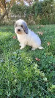 Milo, a male Cockapoo for sale in Wooster, OH – 6 of 7