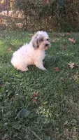 Milo, a male Cockapoo for sale in Wooster, OH – 2 of 7