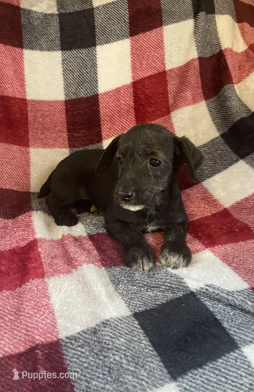 Mouse, a female Schnoodle for sale in Wooster, OH – Photo 1 of 4