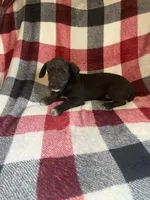 Mouse, a female Schnoodle for sale in Wooster, OH – Photo 2 of 4