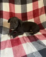 Mouse, a female Schnoodle for sale in Wooster, OH – Photo 3 of 4