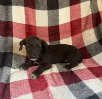Mouse, a female Schnoodle for sale in Wooster, OH – Photo 4 of 4