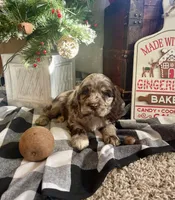 Charlie, a male Cocker Spaniel for sale in Wooster, OH – Photo 2 of 4