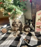 Charlie, a male Cocker Spaniel for sale in Wooster, OH – Photo 4 of 4