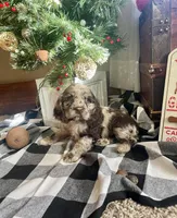 Charlie, a male Cocker Spaniel for sale in Wooster, OH – Photo 3 of 4