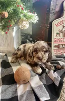 Charlie, a male Cocker Spaniel for sale in Wooster, OH – Photo 1 of 4