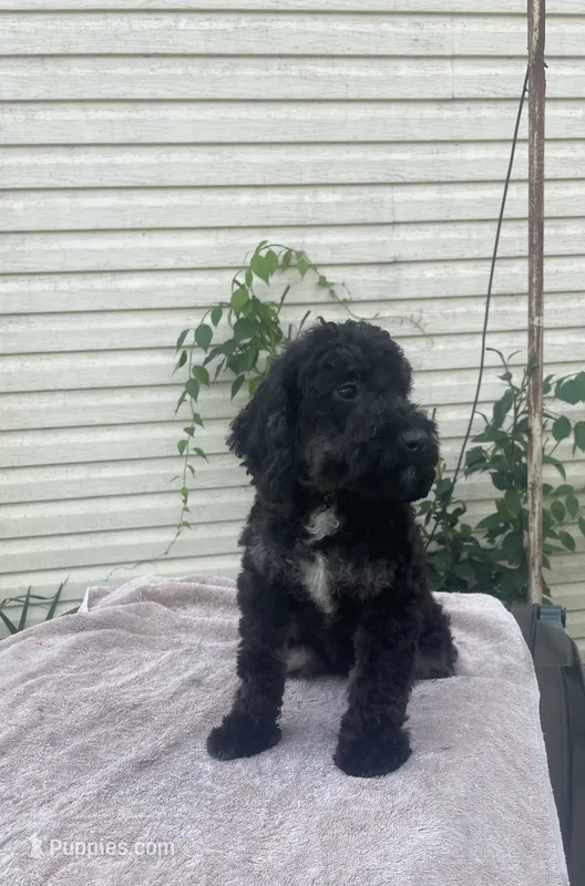 Emma – Cockapoo puppy for sale in Wooster, OH