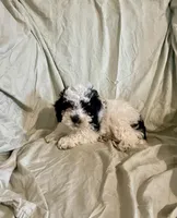 Patch, a male Cockapoo and Poodle - Miniature  for sale in Wooster, OH – Photo 5 of 5