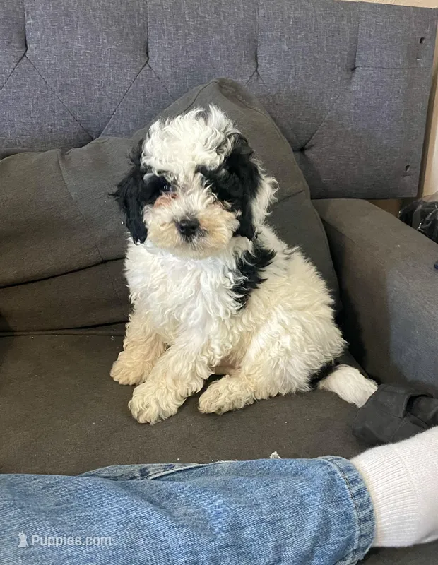 Patch – Cockapoo, Poodle - Miniature  puppy for sale in Wooster, OH