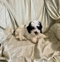 Patch, a male Cockapoo and Poodle - Miniature  for sale in Wooster, OH – Photo 4 of 5