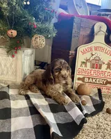 Sam, a male Cocker Spaniel for sale in Wooster, OH – Photo 4 of 9