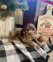 Sam, a male Cocker Spaniel for sale in Wooster, OH – Photo 3 of 9