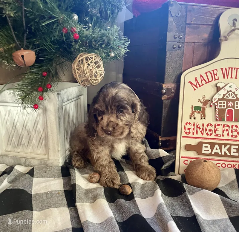 Sam, a male Cocker Spaniel for sale in Wooster, OH – Photo 1 of 9