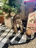 Sam, a male Cocker Spaniel for sale in Wooster, OH – Photo 8 of 9