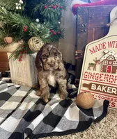 Sam, a male Cocker Spaniel for sale in Wooster, OH – Photo 2 of 9