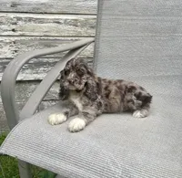 Wendy, a female Cocker Spaniel for sale in Wooster, OH – Photo 4 of 10