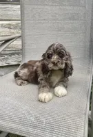 Wendy, a female Cocker Spaniel for sale in Wooster, OH – Photo 10 of 10