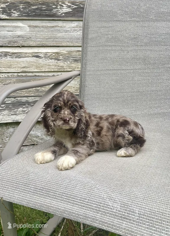 Wendy, a female Cocker Spaniel for sale in Wooster, OH – Photo 1 of 10