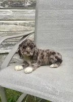 Wendy, a female Cocker Spaniel for sale in Wooster, OH – Photo 1 of 10