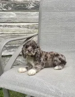 Wendy, a female Cocker Spaniel for sale in Wooster, OH – Photo 7 of 10