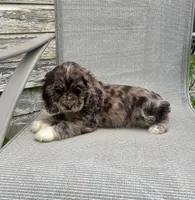 Wendy, a female Cocker Spaniel for sale in Wooster, OH – Photo 8 of 10