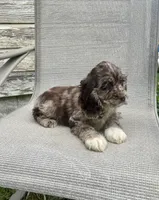 Wendy, a female Cocker Spaniel for sale in Wooster, OH – Photo 9 of 10