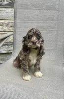 Wendy, a female Cocker Spaniel for sale in Wooster, OH – Photo 5 of 10