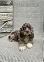 Wendy, a female Cocker Spaniel for sale in Wooster, OH – Photo 6 of 10
