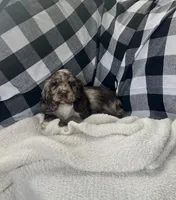 Shelly, a female Cocker Spaniel for sale in Wooster, OH – Photo 8 of 8