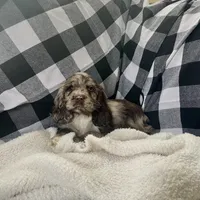 Shelly, a female Cocker Spaniel for sale in Wooster, OH – Photo 6 of 8