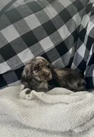 Shelly, a female Cocker Spaniel for sale in Wooster, OH – Photo 7 of 8