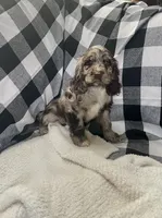 Shelly, a female Cocker Spaniel for sale in Wooster, OH – Photo 1 of 8