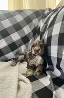 Shelly, a female Cocker Spaniel for sale in Wooster, OH – Photo 5 of 8