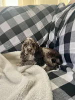 Shelly, a female Cocker Spaniel for sale in Wooster, OH – Photo 2 of 8