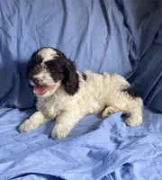 Jerry, a male Cockapoo for sale in Wooster, OH – Photo 3 of 6