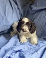 Jerry, a male Cockapoo for sale in Wooster, OH – Photo 1 of 6