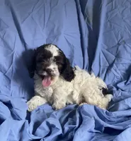 Jerry, a male Cockapoo for sale in Wooster, OH – Photo 5 of 6