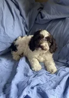 Jerry, a male Cockapoo for sale in Wooster, OH – Photo 6 of 6
