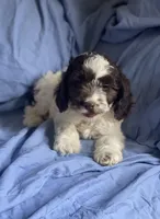Jerry, a male Cockapoo for sale in Wooster, OH – Photo 4 of 6