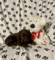 Reece, a male Cocker Spaniel for sale in Wooster, OH – Photo 6 of 9