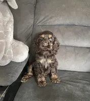 Reece, a male Cocker Spaniel for sale in Wooster, OH – Photo 4 of 9